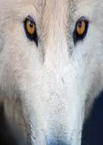 Le loup arctique - La meute, c’est sacré