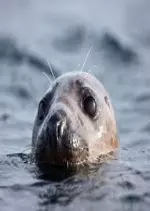 Grandeurs Nature - Phoques gris, les nouvelles odyssées