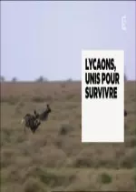 Lycaons, unis pour survivre
