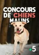 Concours de chiens malins - Documentaires
