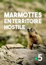 Marmottes en territoire hostile