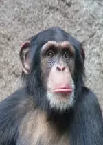 L'évolution en marche - Les chimpanzés à la conquête de la savane - Documentaires