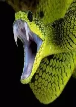 Le baiser mortel du serpent - Divertissements