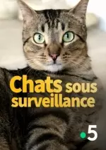 Chats sous surveillance