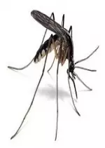 Sus aux moustiques ! - Documentaires