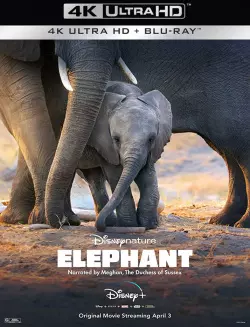 Elephant - MULTI (FRENCH) WEB-DL 4K