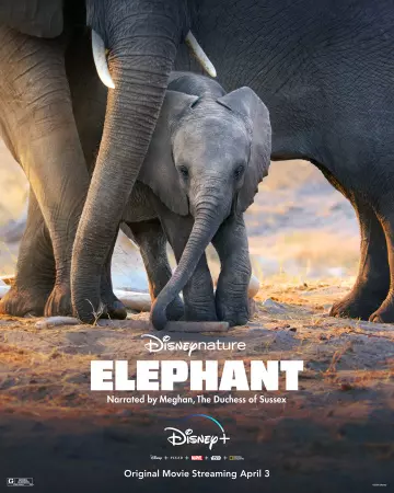 Elephant - MULTI (FRENCH) WEB-DL 1080p