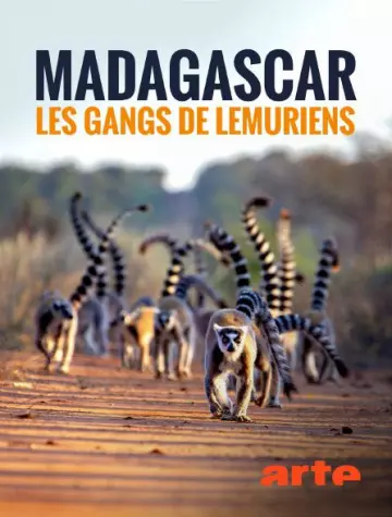 Madagascar : les gangs de lémuriens - VF